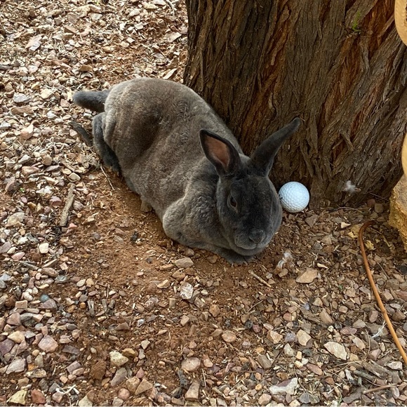 🐰🐈‍⬛🥬🪴Pets eatting + playing 
June 2022 from Arizona Update 2025🥳💝 - Picture 11 of 13
